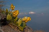 06_Primula Auricola